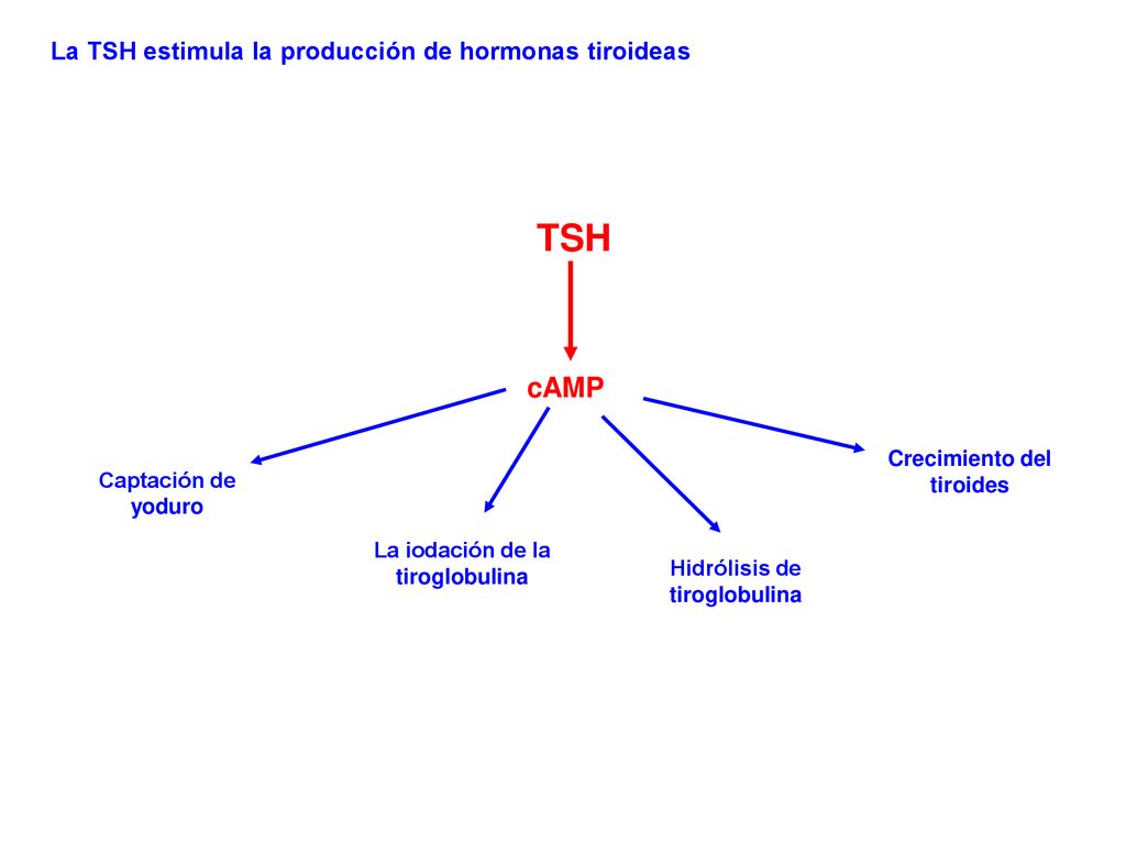 TSH cAMP La TSH estimula la producción de hormonas tiroideas