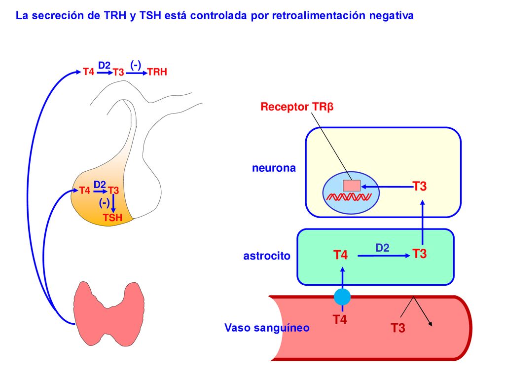 La secreción de TRH y TSH está controlada por retroalimentación negativa
