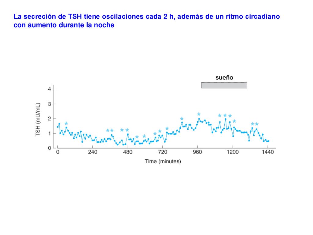 La secreción de TSH tiene oscilaciones cada 2 h, además de un ritmo circadiano con aumento durante la noche