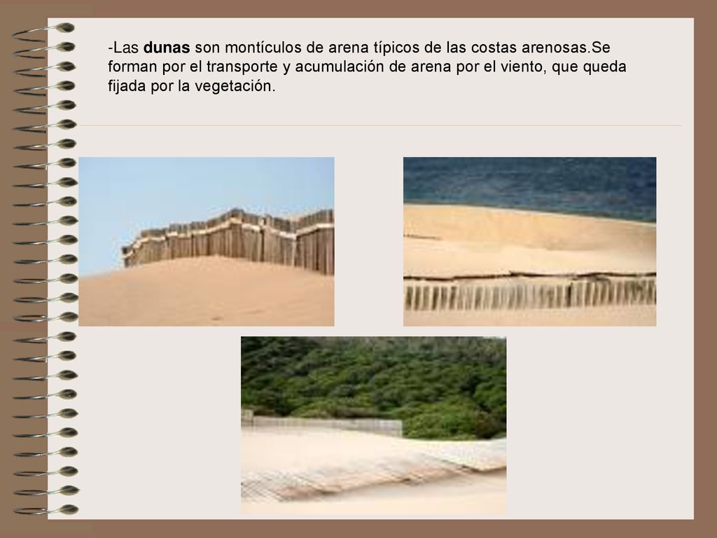 -Las dunas son montículos de arena típicos de las costas arenosas