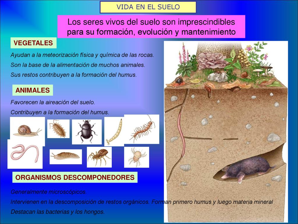VIDA EN EL SUELO Los seres vivos del suelo son imprescindibles para su formación, evolución y mantenimiento.