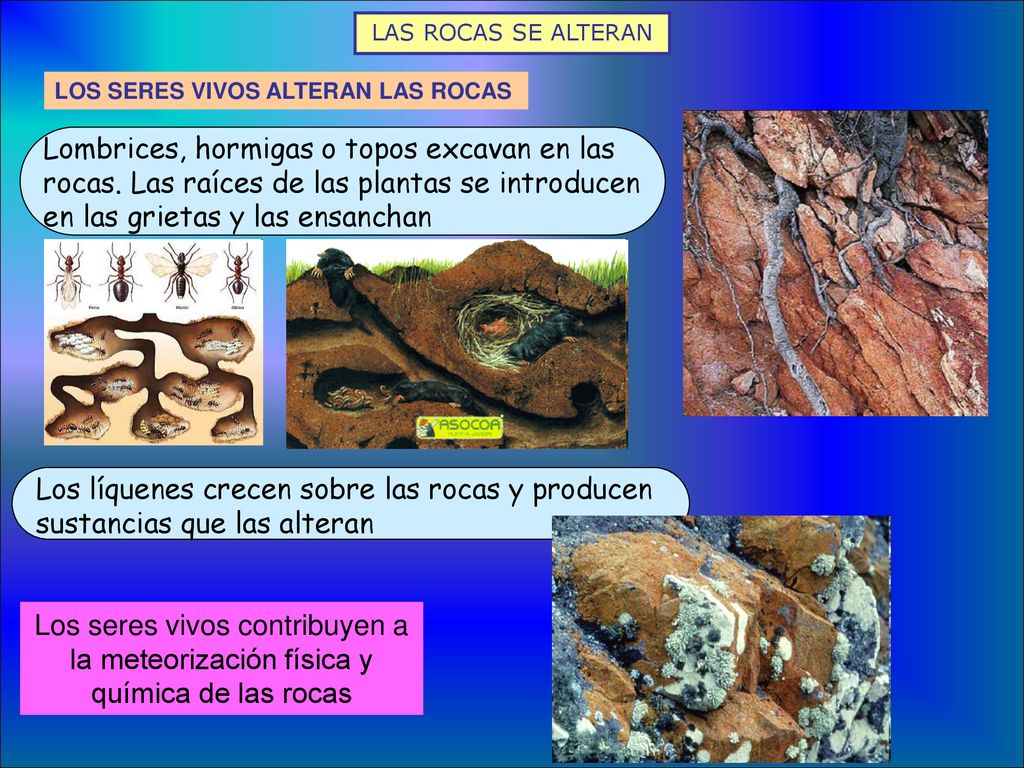 LAS ROCAS SE ALTERAN LOS SERES VIVOS ALTERAN LAS ROCAS.