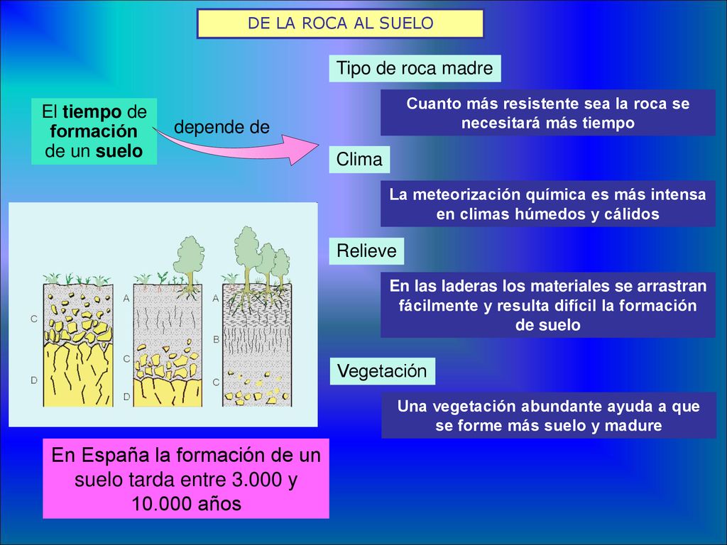 En España la formación de un suelo tarda entre y años