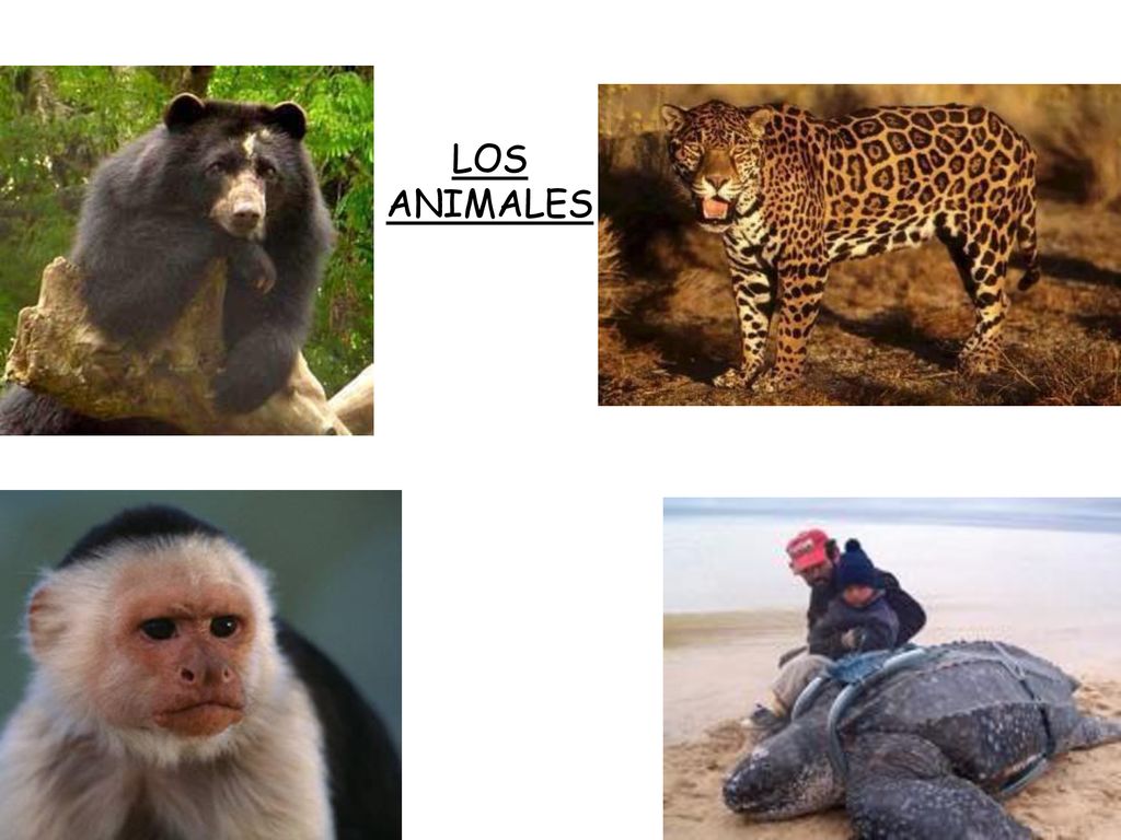 EL JAGUAR LA TORTUGA EL OSO ANDINO EL MONO CAPUCHINO LOS ANIMALES