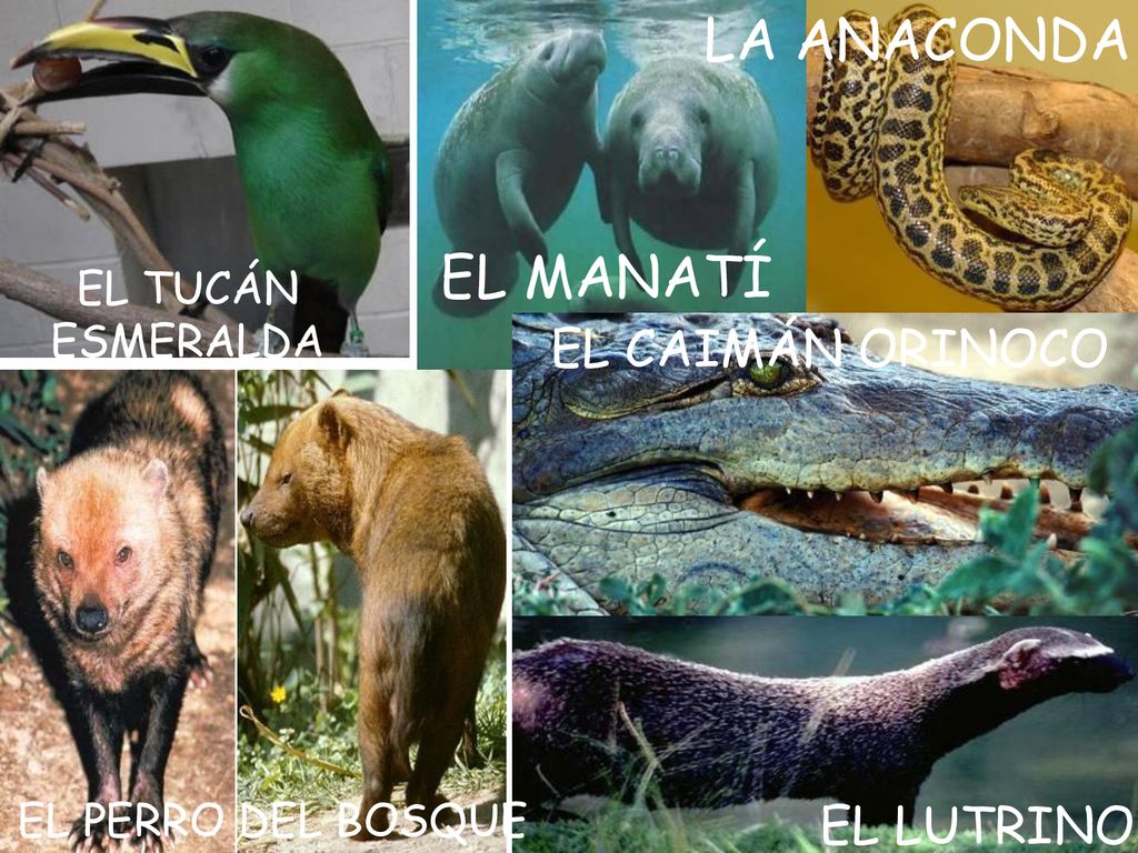LA ANACONDA EL MANATÍ EL CAIMÁN ORINOCO EL LUTRINO EL TUCÁN ESMERALDA