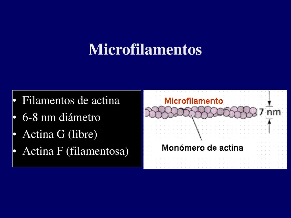 Microfilamentos Filamentos de actina 6-8 nm diámetro Actina G (libre)