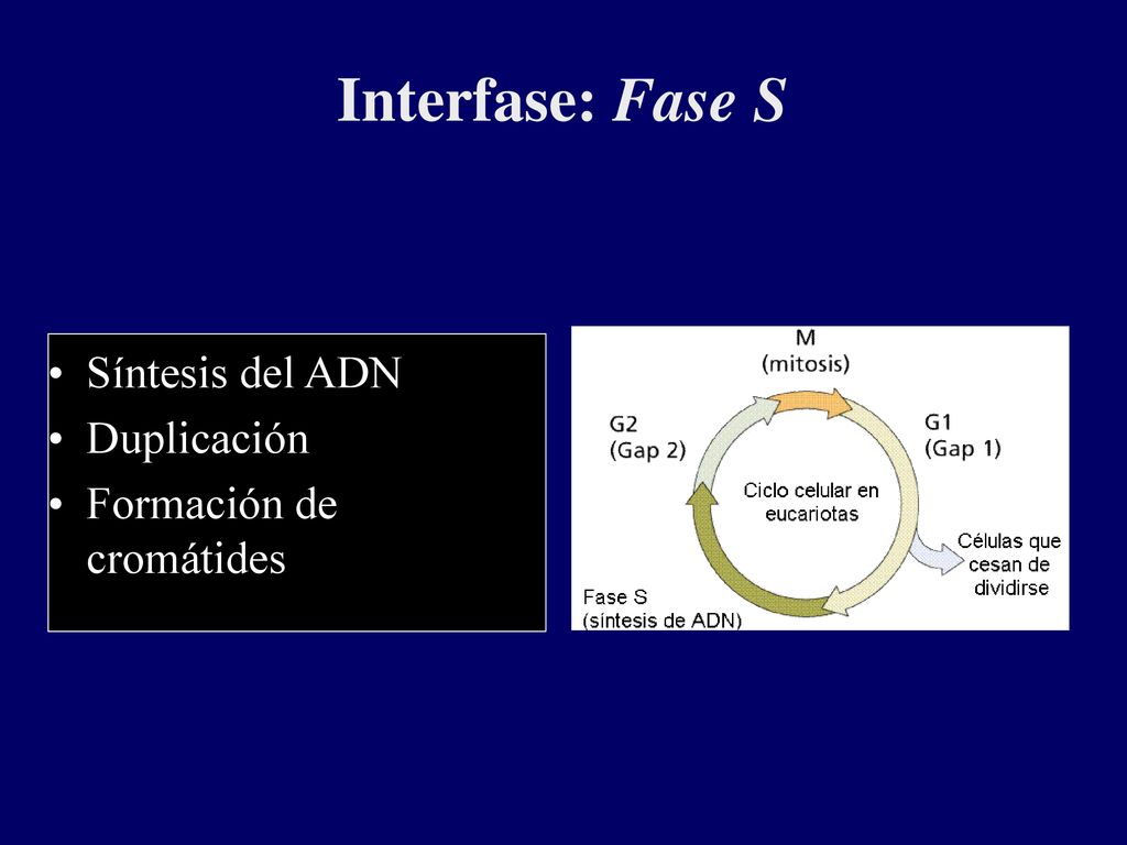Interfase: Fase S Síntesis del ADN Duplicación Formación de cromátides