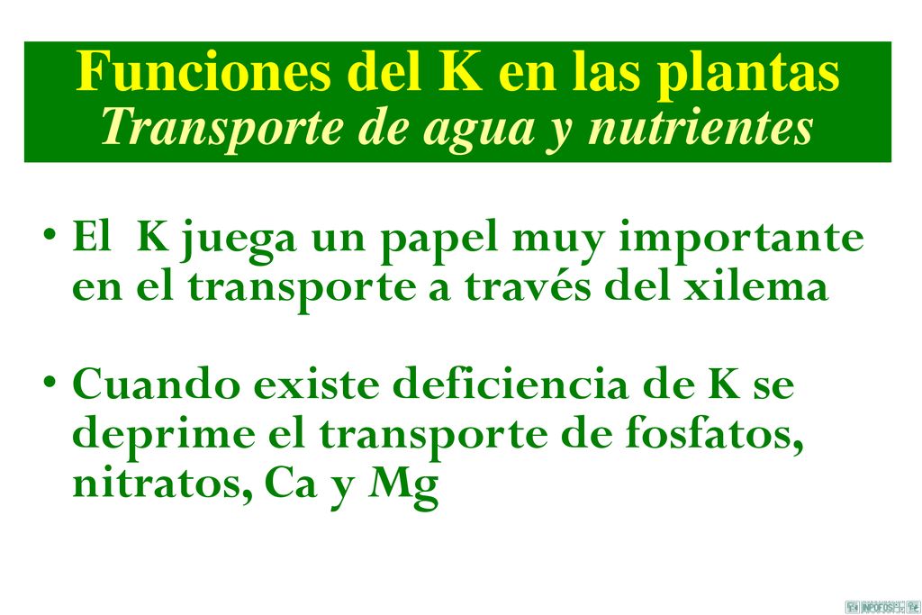 Funciones del K en las plantas Transporte de agua y nutrientes