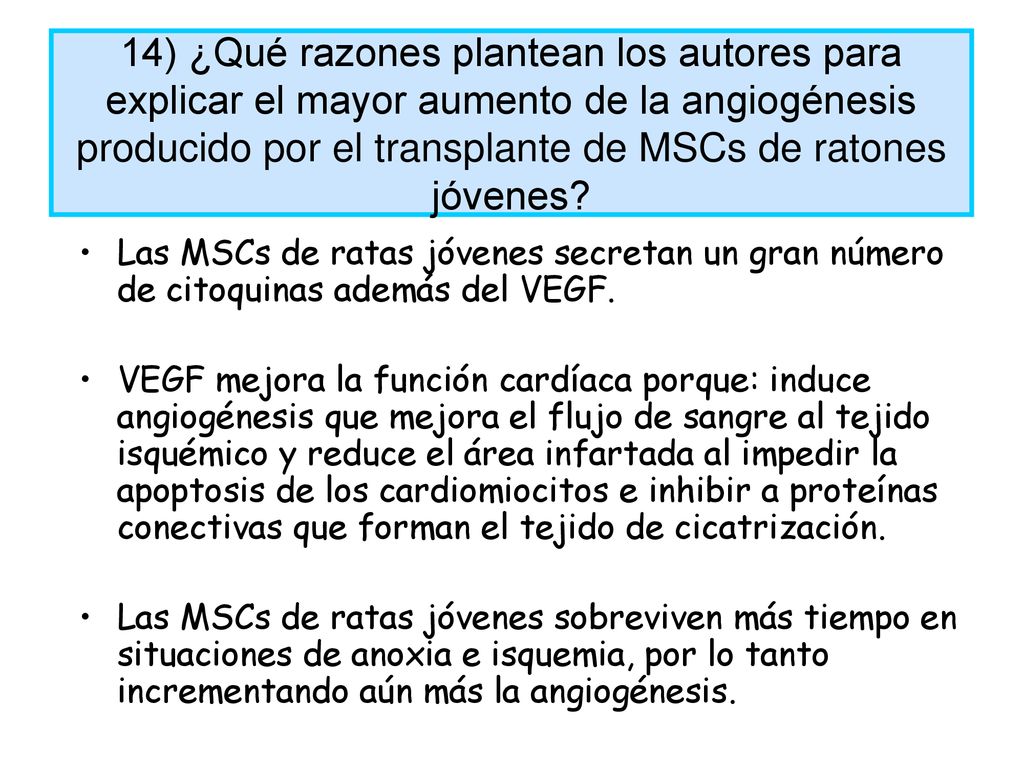 14) ¿Qué razones plantean los autores para explicar el mayor aumento de la angiogénesis producido por el transplante de MSCs de ratones jóvenes