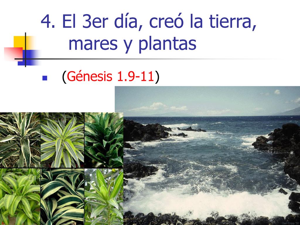 4. El 3er día, creó la tierra, mares y plantas