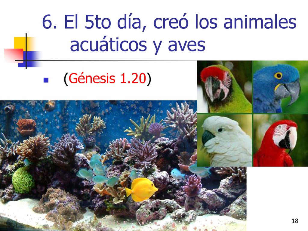 6. El 5to día, creó los animales acuáticos y aves