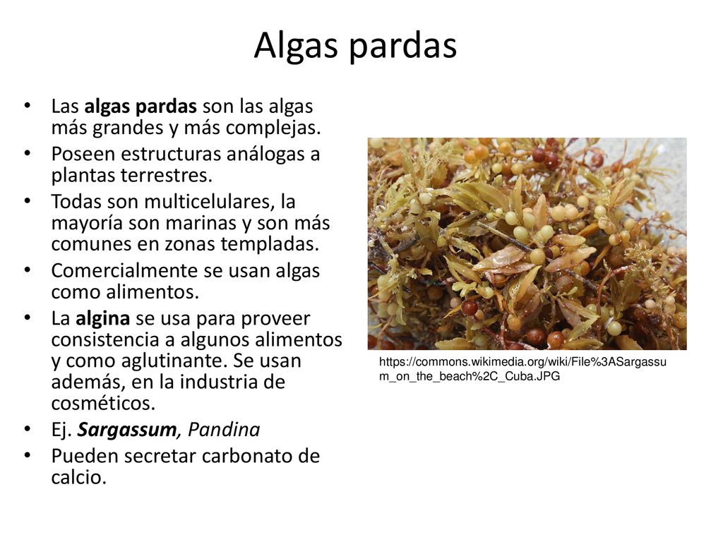 Algas pardas Las algas pardas son las algas más grandes y más complejas. Poseen estructuras análogas a plantas terrestres.