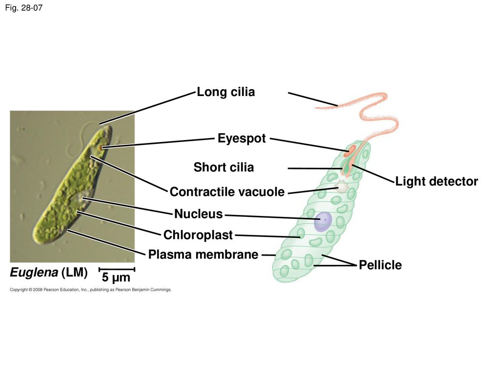 Long cilia Eyespot Short cilia Light detector Contractile vacuole