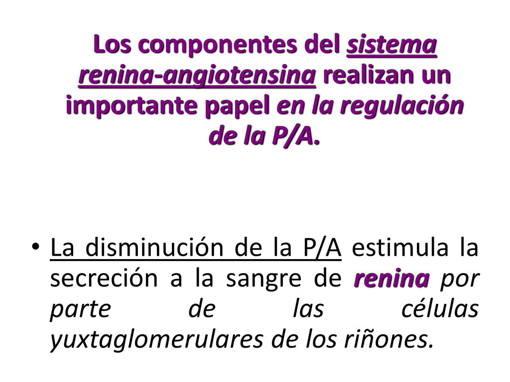Los componentes del sistema renina-angiotensina realizan un importante papel en la regulación de la P/A.