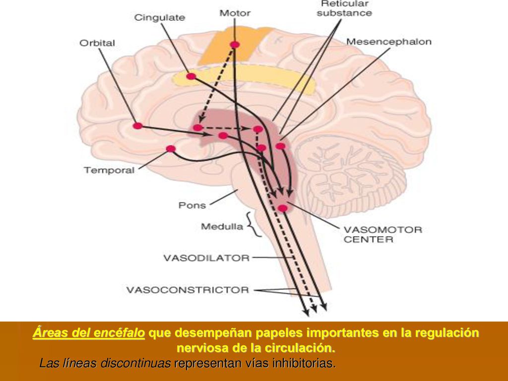 Áreas del encéfalo que desempeñan papeles importantes en la regulación nerviosa de la circulación.