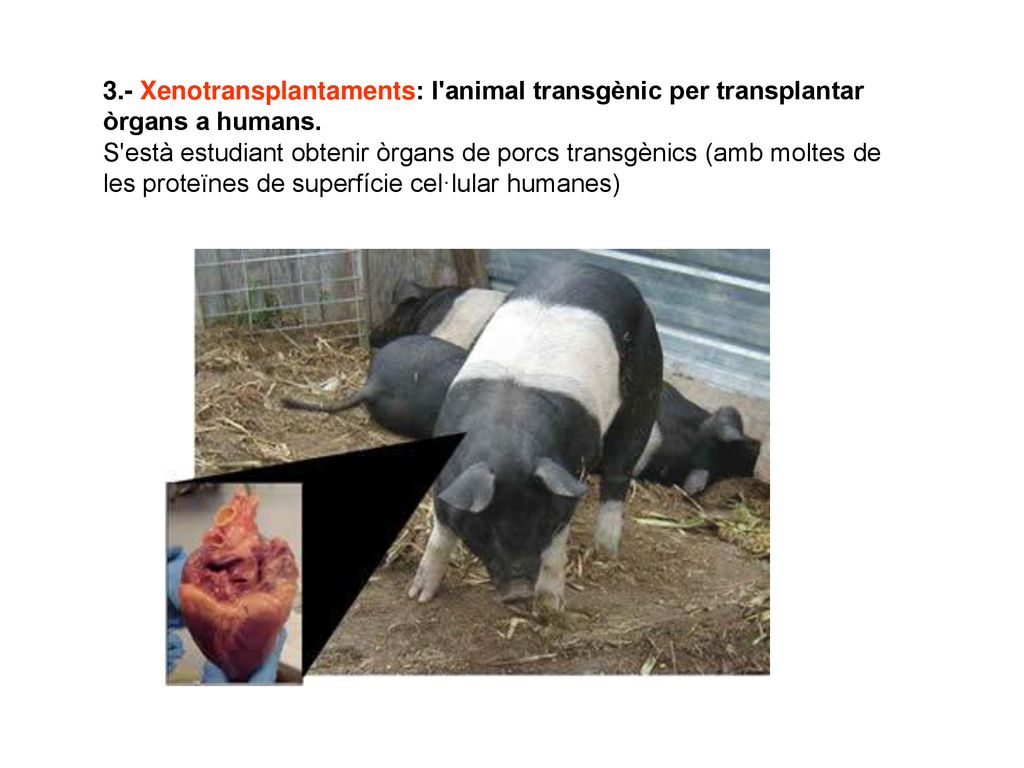 3.- Xenotransplantaments: l animal transgènic per transplantar òrgans a humans.