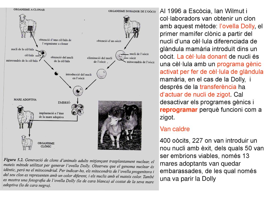 Al 1996 a Escòcia, Ian Wilmut i col·laboradors van obtenir un clon amb aquest mètode: l’ovella Dolly, el primer mamífer clònic a partir del nucli d’una cèl·lula diferenciada de glàndula mamària introduït dins un oòcit. La cèl·lula donant de nucli és una cèl·lula amb un programa gènic activat per fer de cèl·lula de glàndula mamària, en el cas de la Dolly, i després de la transferència ha d’actuar de nucli de zigot. Cal desactivar els programes gènics i reprogramar perquè funcioni com a zigot.