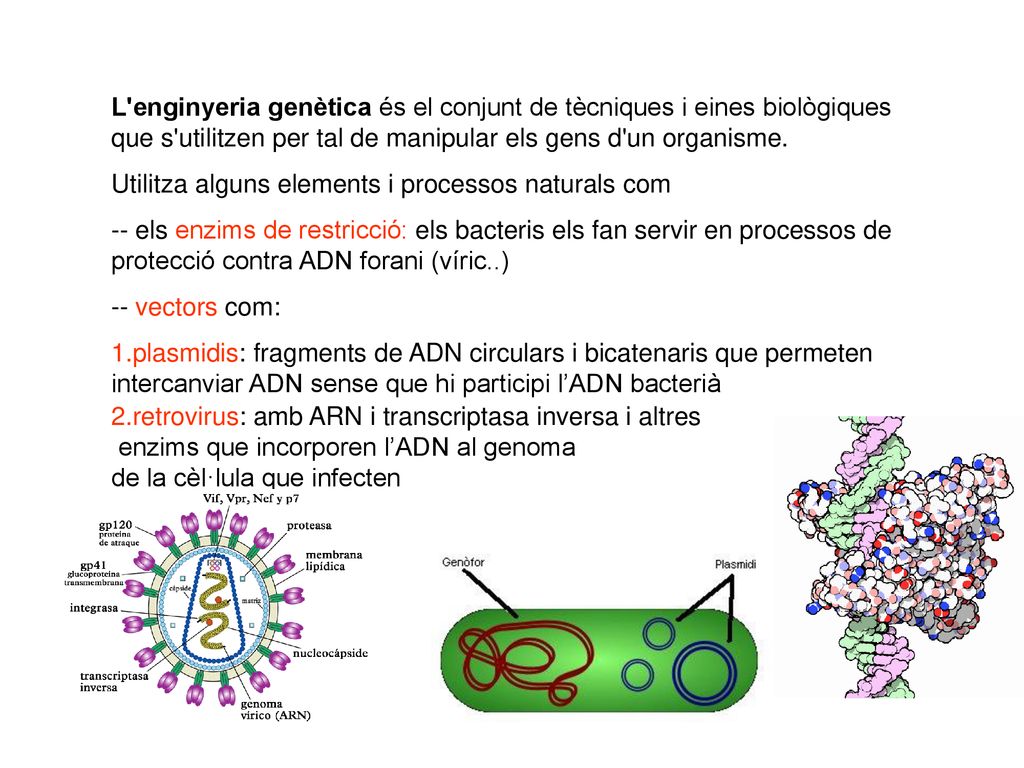 L enginyeria genètica és el conjunt de tècniques i eines biològiques que s utilitzen per tal de manipular els gens d un organisme.