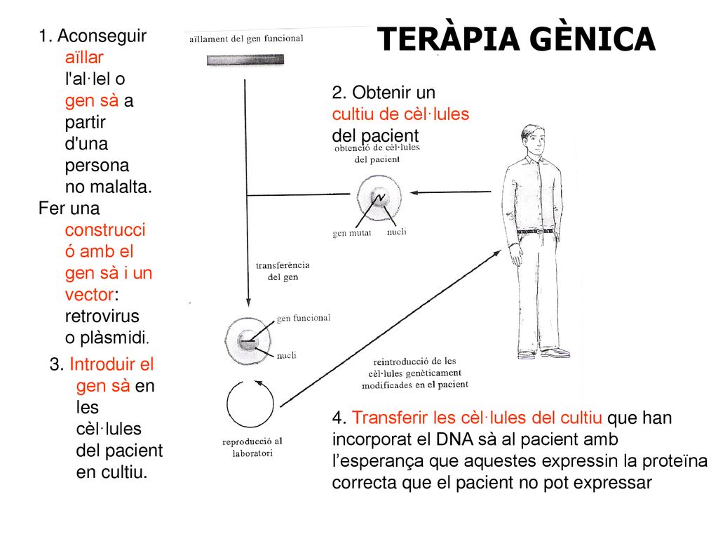 TERÀPIA GÈNICA 1. Aconseguir aïllar l al·lel o gen sà a partir d una persona no malalta.