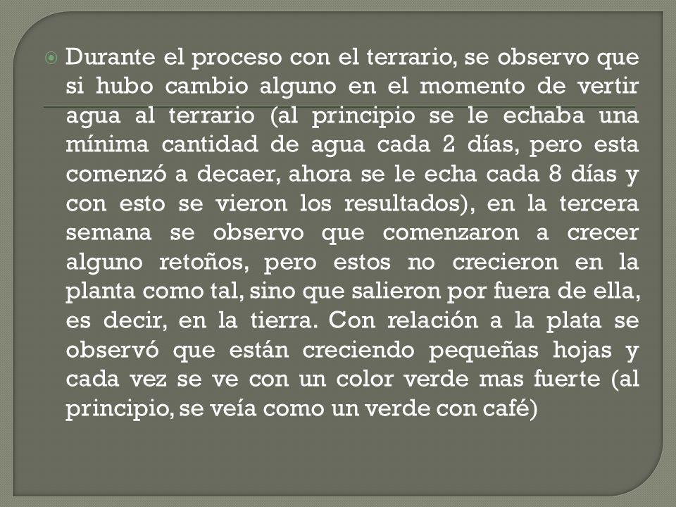 Durante el proceso con el terrario, se observo que si hubo cambio alguno en el momento de vertir agua al terrario (al principio se le echaba una mínima cantidad de agua cada 2 días, pero esta comenzó a decaer, ahora se le echa cada 8 días y con esto se vieron los resultados), en la tercera semana se observo que comenzaron a crecer alguno retoños, pero estos no crecieron en la planta como tal, sino que salieron por fuera de ella, es decir, en la tierra.