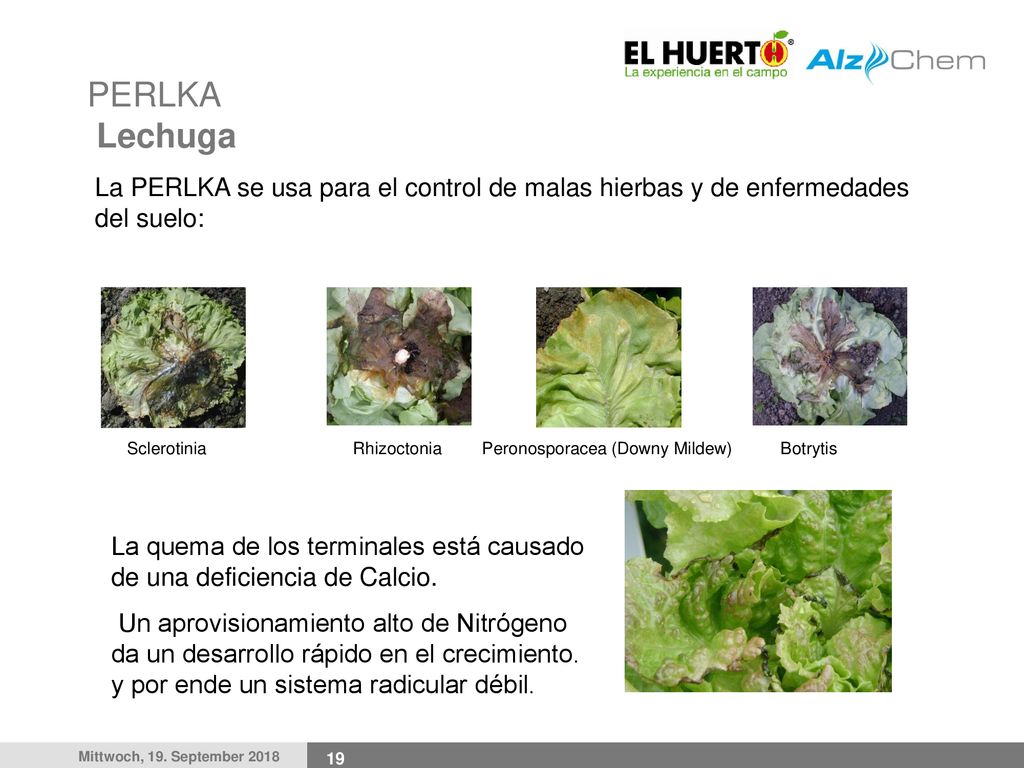 PERLKA Lechuga La PERLKA se usa para el control de malas hierbas y de enfermedades del suelo: Sclerotinia.