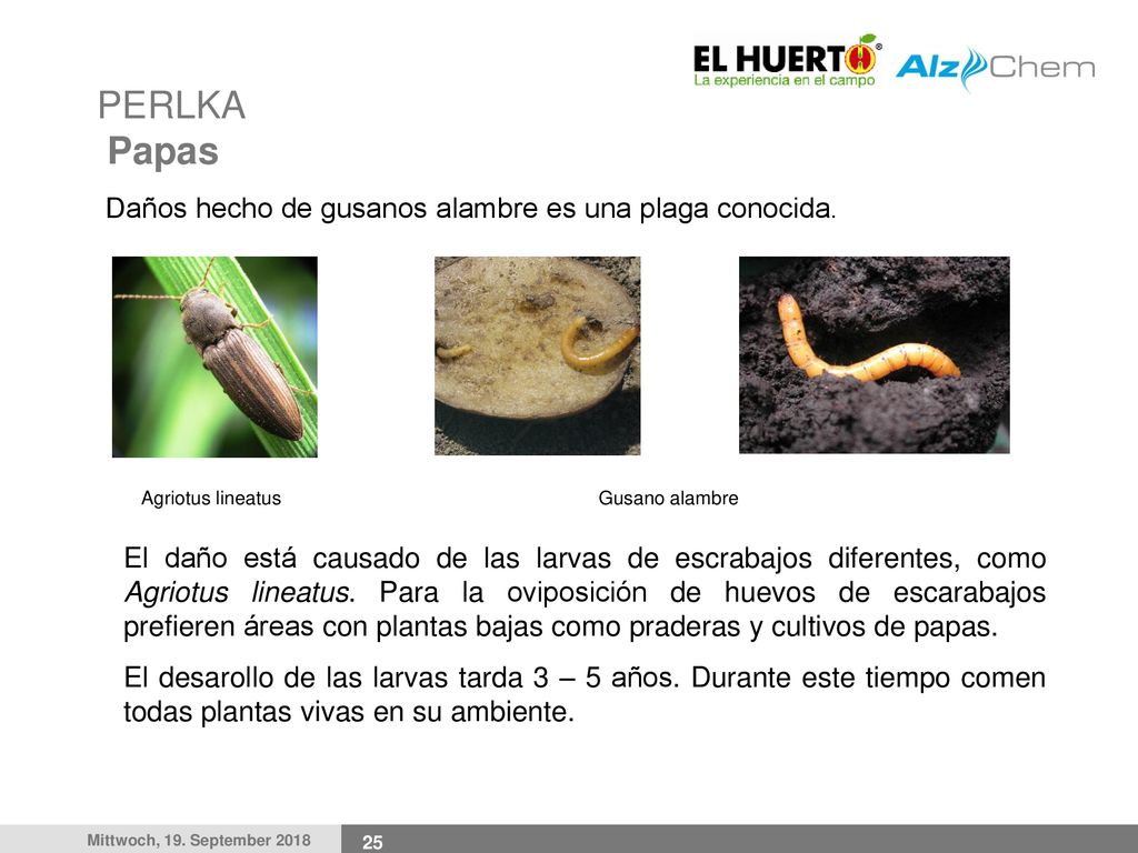 PERLKA Papas Daños hecho de gusanos alambre es una plaga conocida.