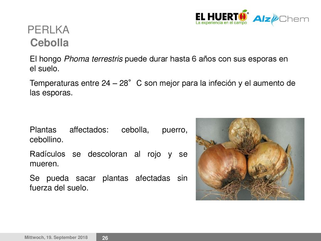 PERLKA Cebolla El hongo Phoma terrestris puede durar hasta 6 años con sus esporas en el suelo.