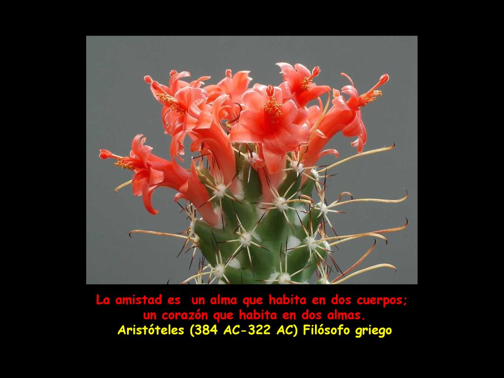 La amistad es un alma que habita en dos cuerpos;