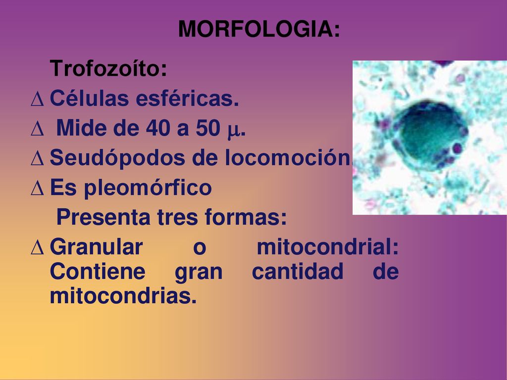 MORFOLOGIA: Trofozoíto: Células esféricas. Mide de 40 a 50 . Seudópodos de locomoción. Es pleomórfico.