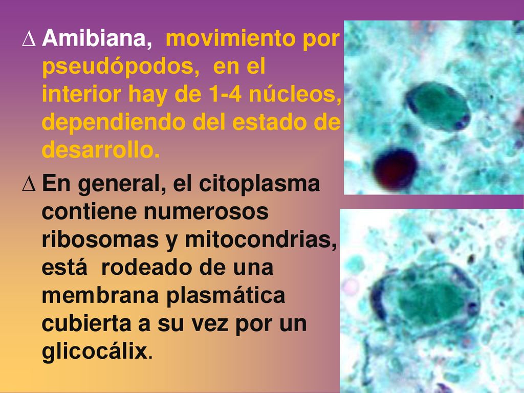 Amibiana, movimiento por pseudópodos, en el interior hay de 1-4 núcleos, dependiendo del estado de desarrollo.