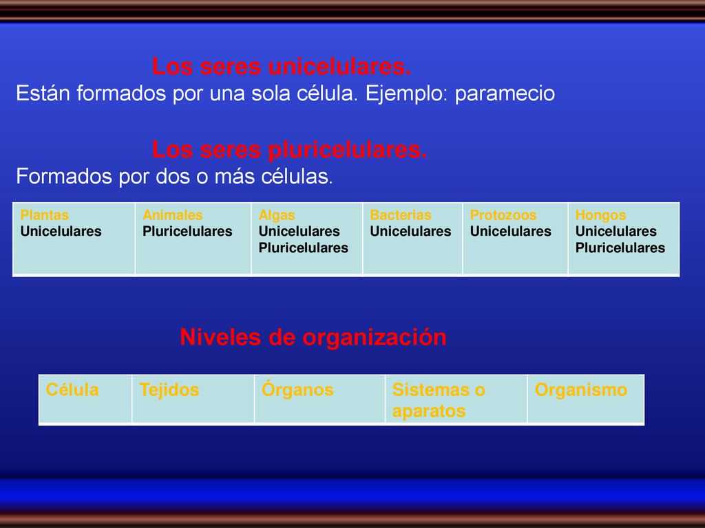 Los seres pluricelulares. Formados por dos o más células.