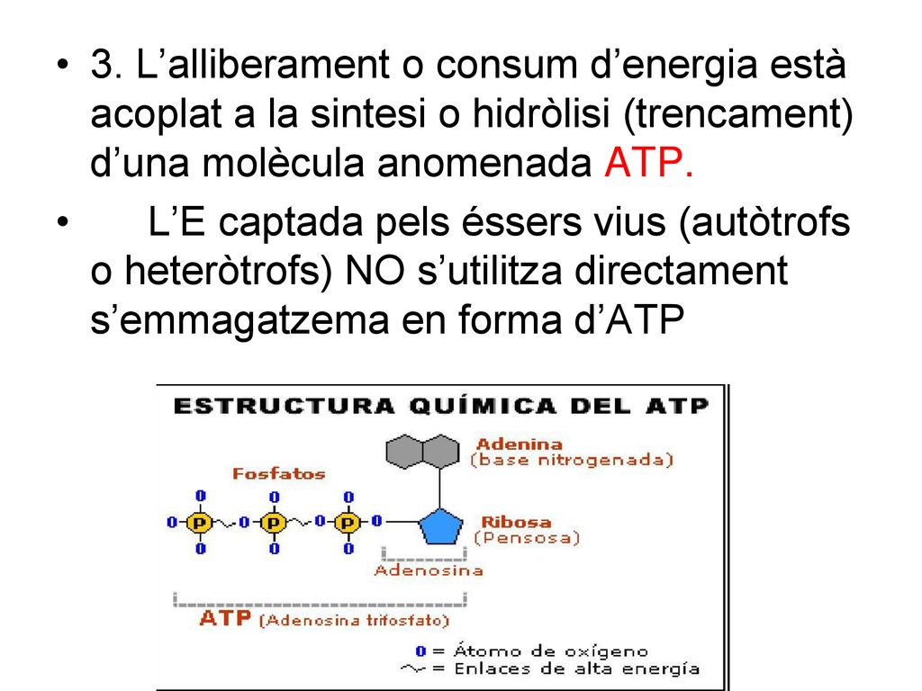 3. L’alliberament o consum d’energia està acoplat a la sintesi o hidròlisi (trencament) d’una molècula anomenada ATP.