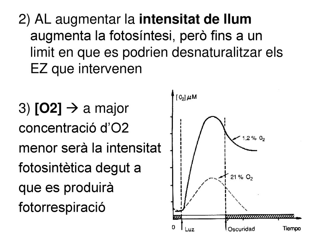 2) AL augmentar la intensitat de llum augmenta la fotosíntesi, però fins a un limit en que es podrien desnaturalitzar els EZ que intervenen 3) [O2]  a major concentració d’O2 menor serà la intensitat fotosintètica degut a que es produirà fotorrespiració