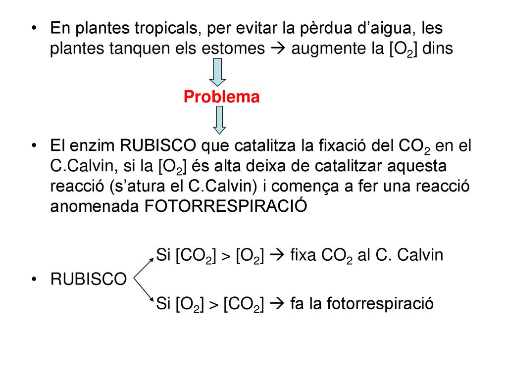En plantes tropicals, per evitar la pèrdua d’aigua, les plantes tanquen els estomes  augmente la [O2] dins