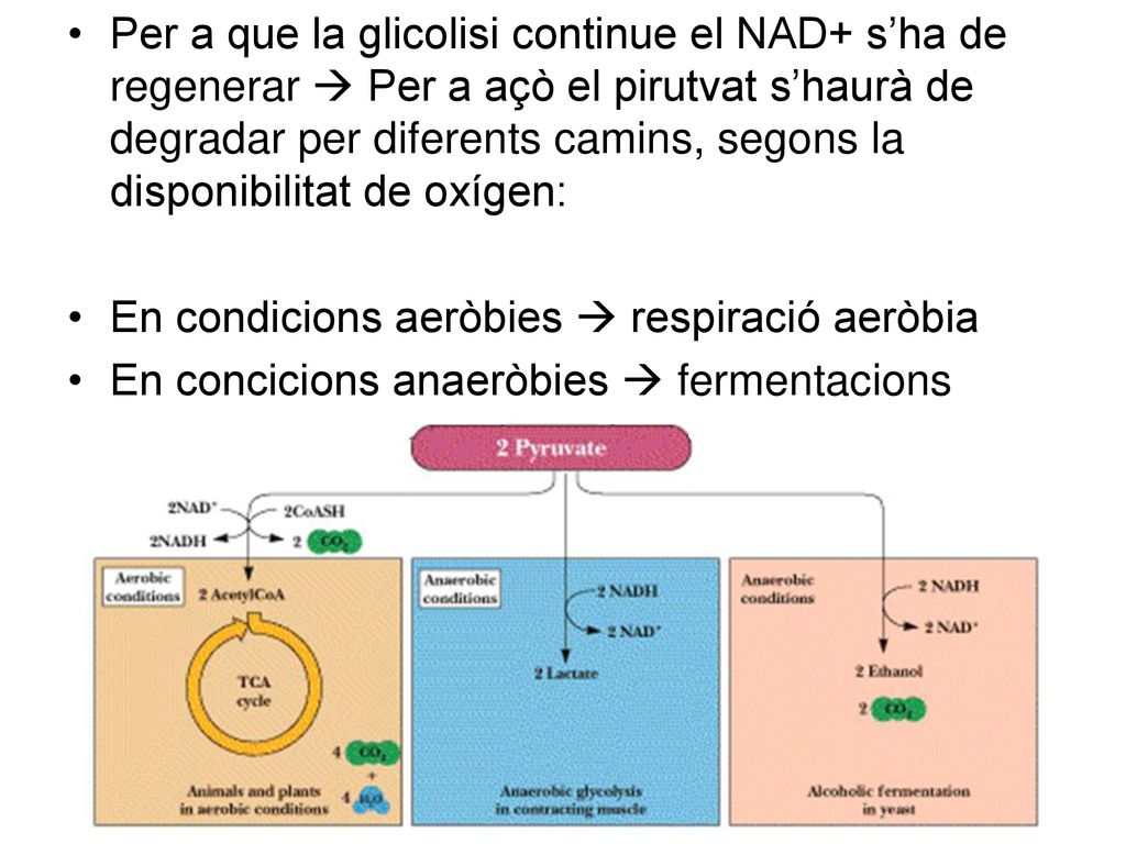 Per a que la glicolisi continue el NAD+ s’ha de regenerar  Per a açò el pirutvat s’haurà de degradar per diferents camins, segons la disponibilitat de oxígen: