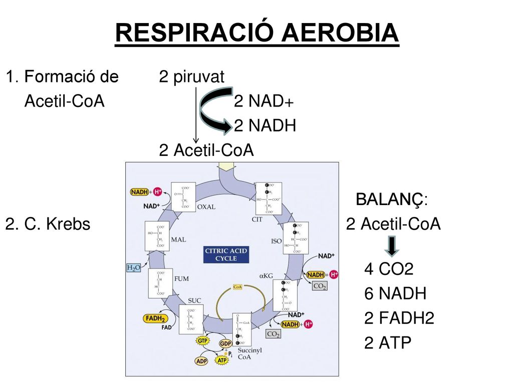 RESPIRACIÓ AEROBIA 1. Formació de 2 piruvat Acetil-CoA 2 NAD+ 2 NADH 2 Acetil-CoA BALANÇ: 2.
