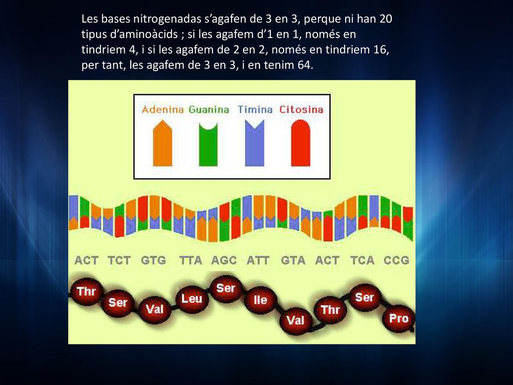 Les bases nitrogenadas s’agafen de 3 en 3, perque ni han 20 tipus d’aminoàcids ; si les agafem d’1 en 1, només en tindriem 4, i si les agafem de 2 en 2, només en tindriem 16, per tant, les agafem de 3 en 3, i en tenim 64.