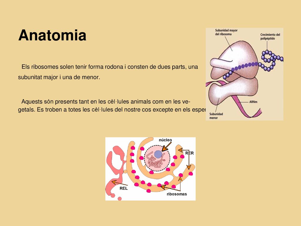 Anatomia Els ribosomes solen tenir forma rodona i consten de dues parts, una. subunitat major i una de menor.