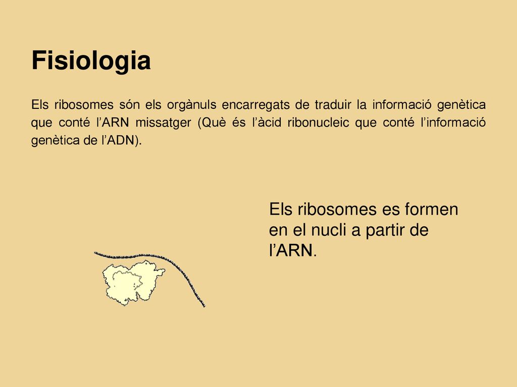 Fisiologia Els ribosomes es formen en el nucli a partir de l’ARN.