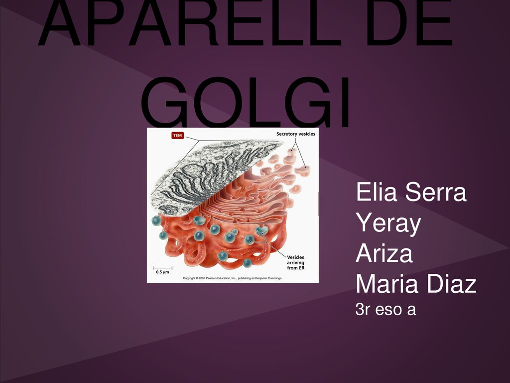 APARELL DE GOLGI Elia Serra Yeray Ariza Maria Diaz 3r eso a