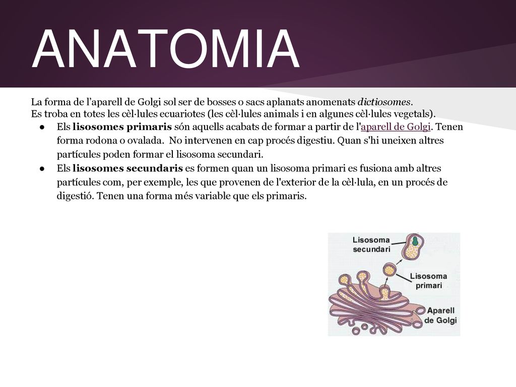 ANATOMIA La forma de l’aparell de Golgi sol ser de bosses o sacs aplanats anomenats dictiosomes.