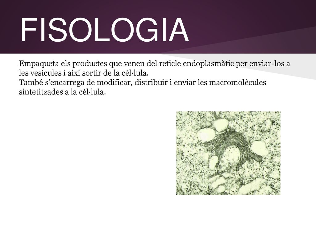 FISOLOGIA Empaqueta els productes que venen del reticle endoplasmàtic per enviar-los a les vesícules i així sortir de la cèl·lula.