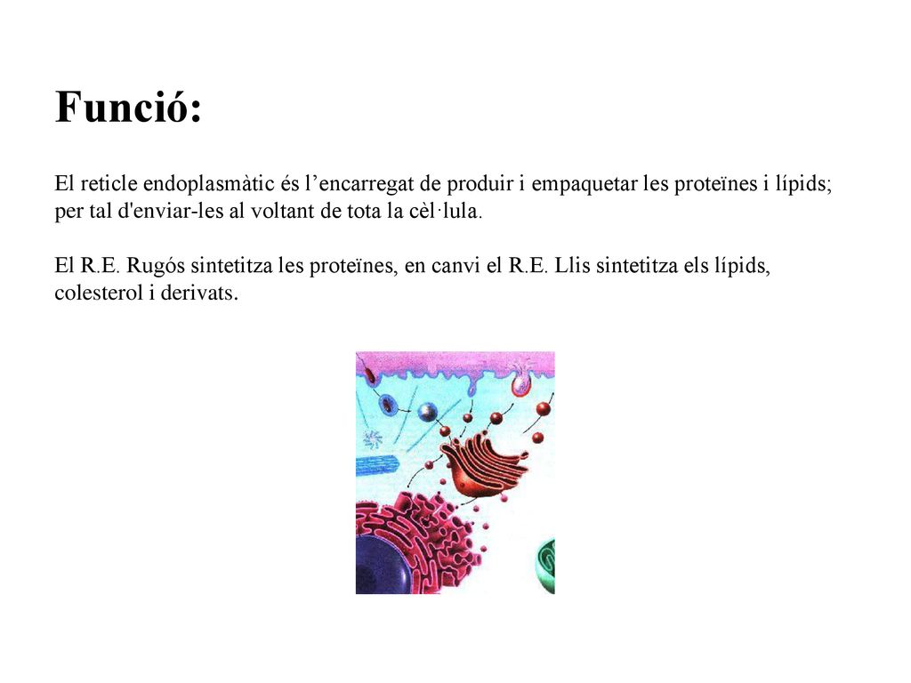 Funció: El reticle endoplasmàtic és l’encarregat de produir i empaquetar les proteïnes i lípids; per tal d enviar-les al voltant de tota la cèl·lula.