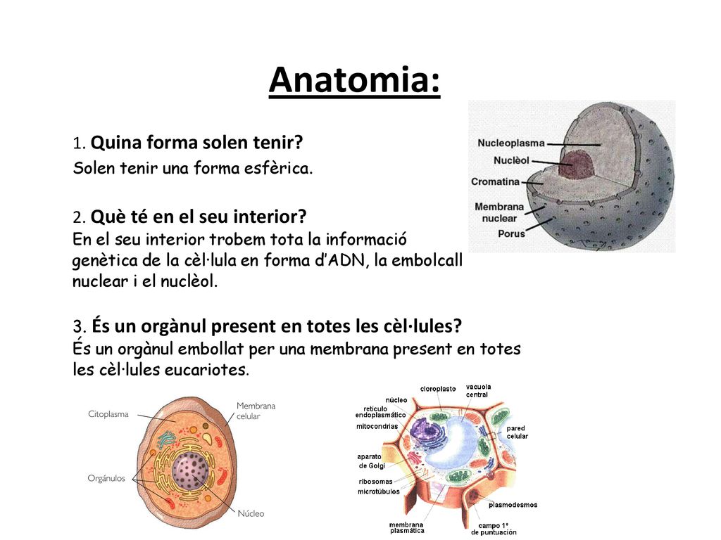 Anatomia: 1. Quina forma solen tenir 2. Què té en el seu interior