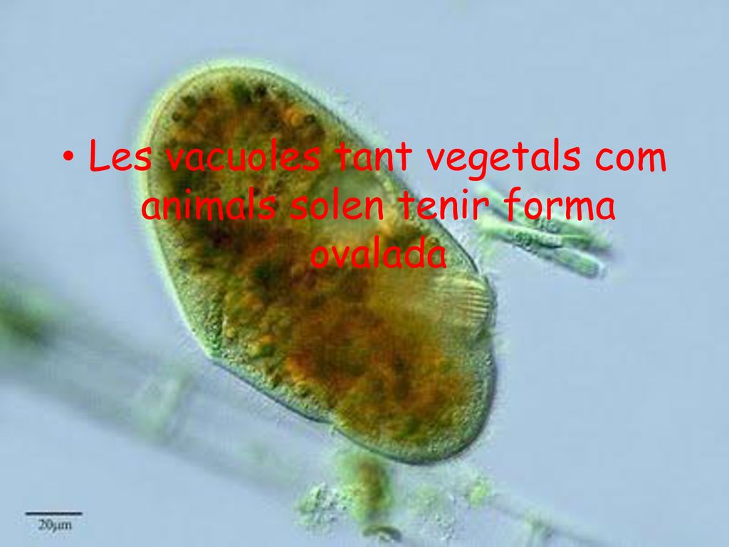 Les vacuoles tant vegetals com animals solen tenir forma ovalada
