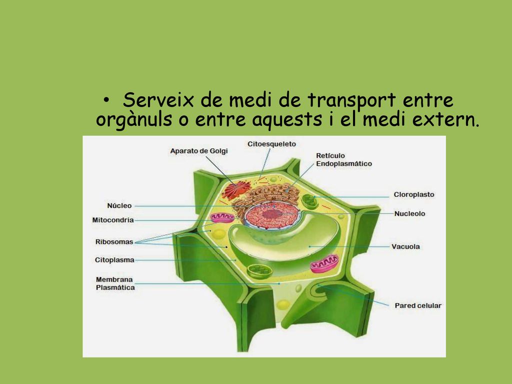 Serveix de medi de transport entre orgànuls o entre aquests i el medi extern.