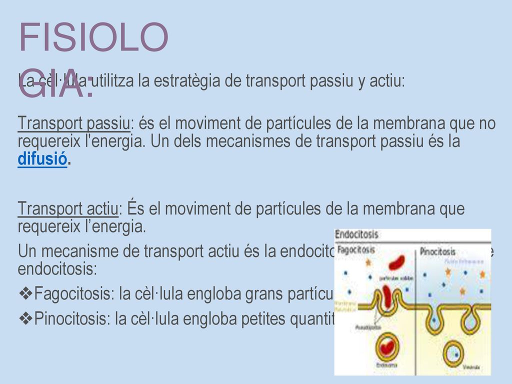 FISIOLOGIA: La cèl·lula utilitza la estratègia de transport passiu y actiu: