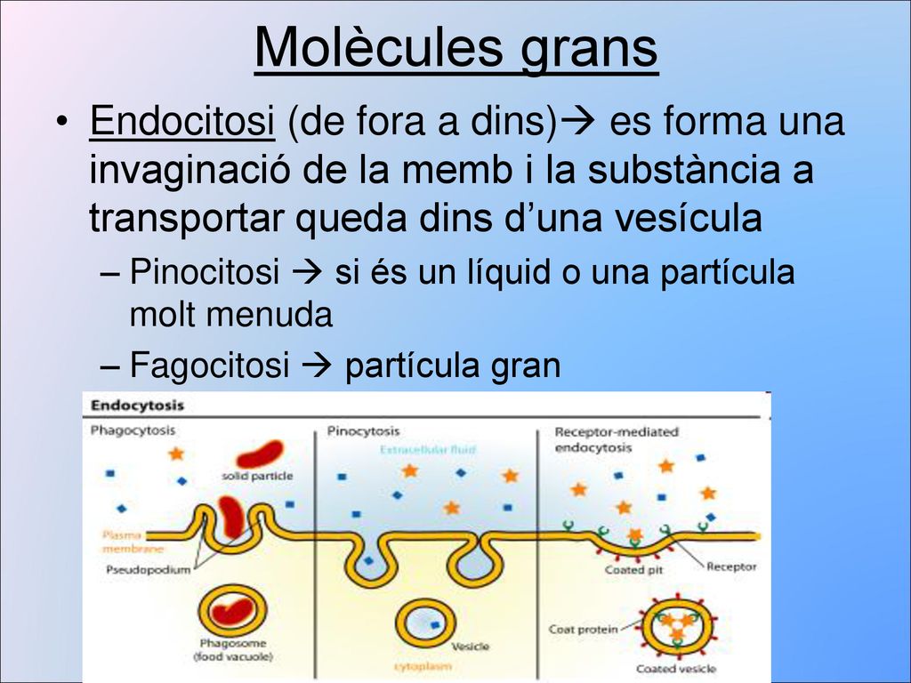 Molècules grans Endocitosi (de fora a dins) es forma una invaginació de la memb i la substància a transportar queda dins d’una vesícula.