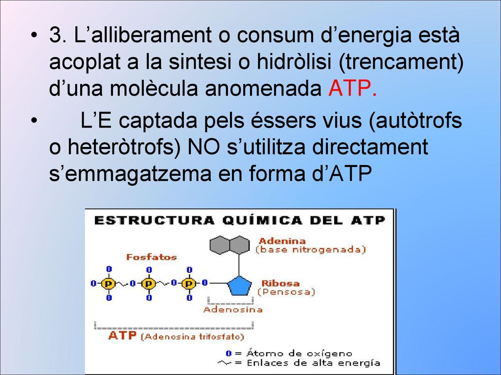 3. L’alliberament o consum d’energia està acoplat a la sintesi o hidròlisi (trencament) d’una molècula anomenada ATP.