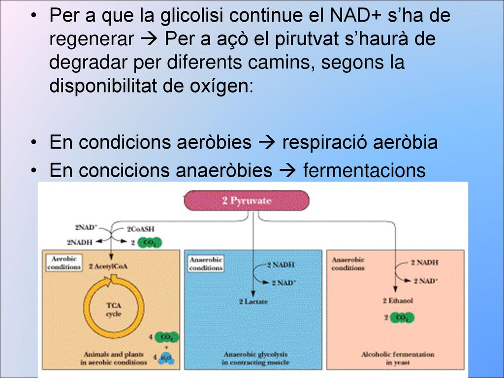 Per a que la glicolisi continue el NAD+ s’ha de regenerar  Per a açò el pirutvat s’haurà de degradar per diferents camins, segons la disponibilitat de oxígen:
